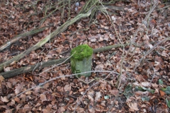 2020-12-28 Marianów - cm ewang (23)