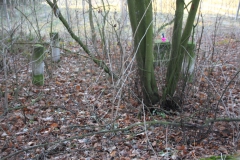 2020-12-28 Marianów - cm ewang (26)