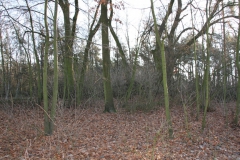 2020-12-28 Marianów - cm ewang (27)