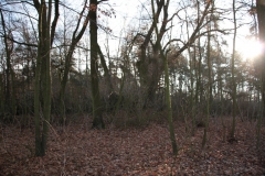 2020-12-28 Marianów - cm ewang (29)