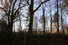 2020-12-28 Marianów - cm ewang (30)