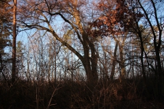 2020-12-28 Marianów - cm ewang (34)