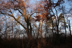 2020-12-28 Marianów - cm ewang (35)